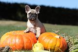 BOULEDOGUE FRANCAIS 135